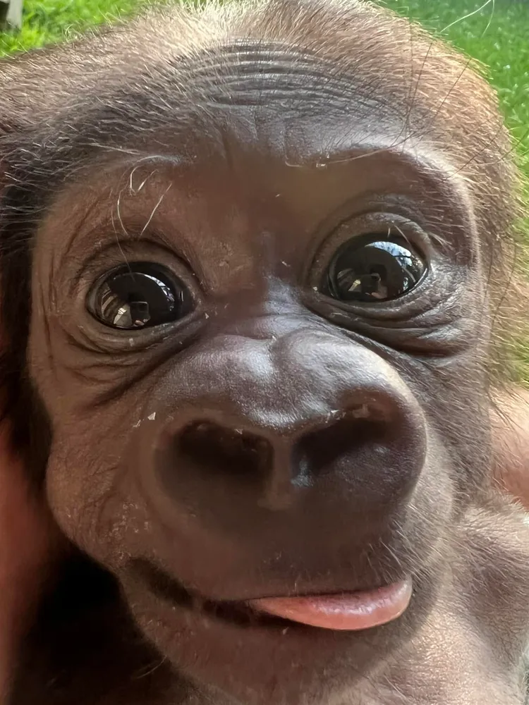 一度瀕死的凱爾斯現在已成長到3公斤，超萌超可愛，園方對他的未來充滿希望。照片提供 fb/ Zookeeper Chad