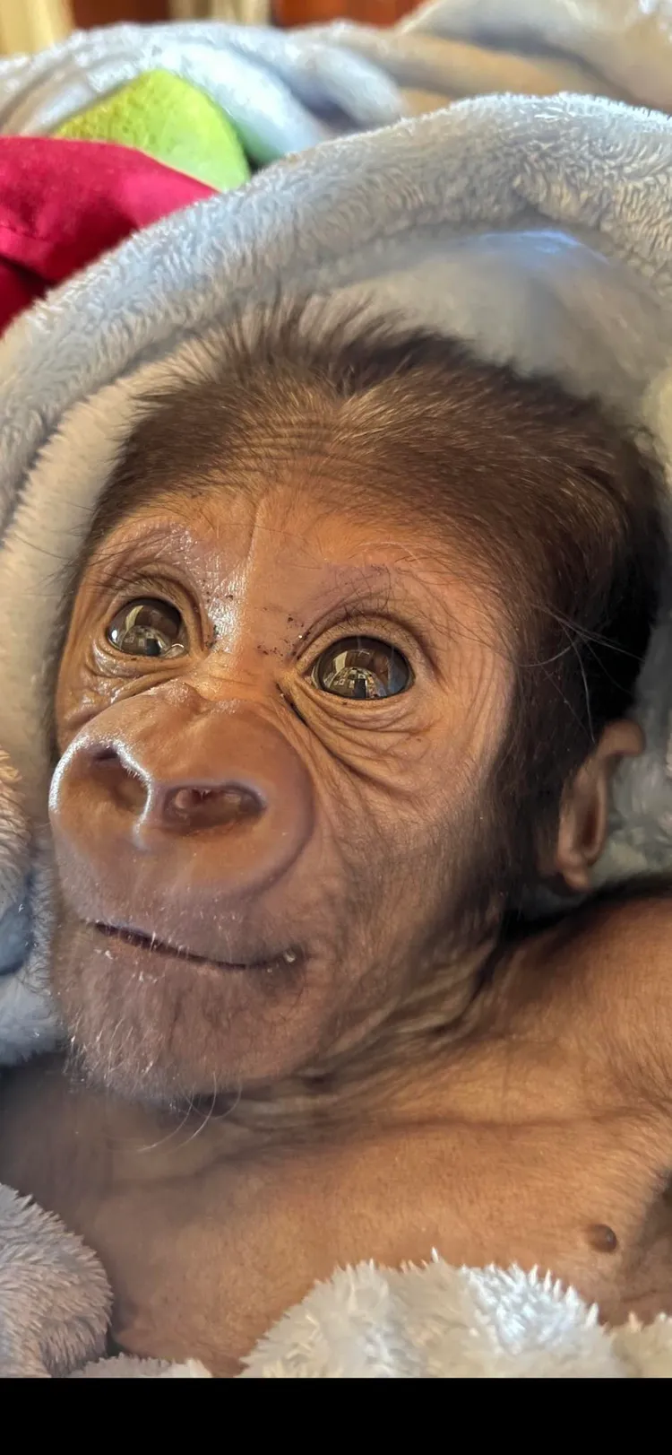 寶寶每天都有一點小進步，園方人員看在眼裡非常欣慰。照片提供 fb/ Zookeeper Chad