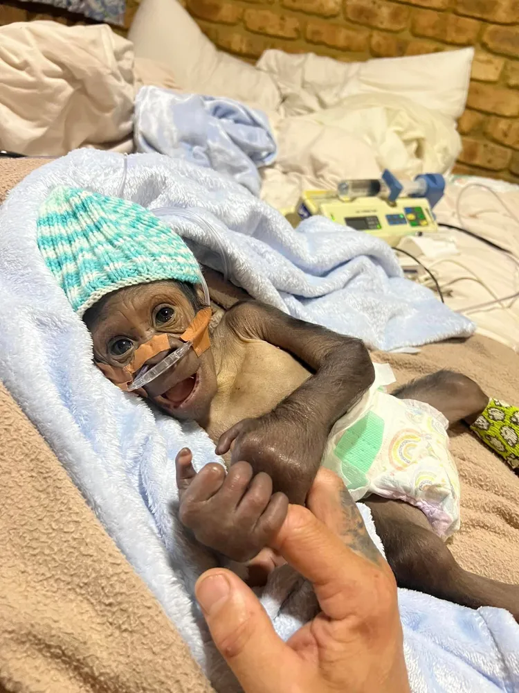 治療初期寶寶狀況時好時壞，工作人員盡量與他肢體接觸，提供感情支持。照片提供 fb/ Zookeeper Chad