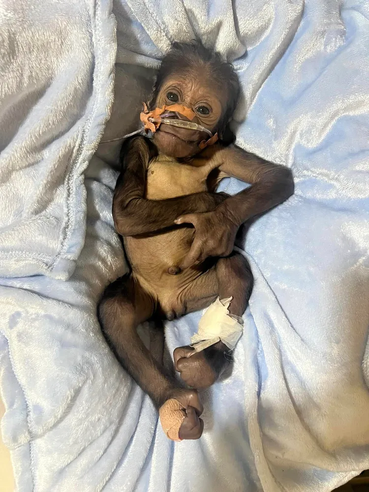 大猩猩寶寶出生不久便嚴重肺炎，身上插管、模樣無辜，令人心疼。照片提供 fb/ Zookeeper Chad