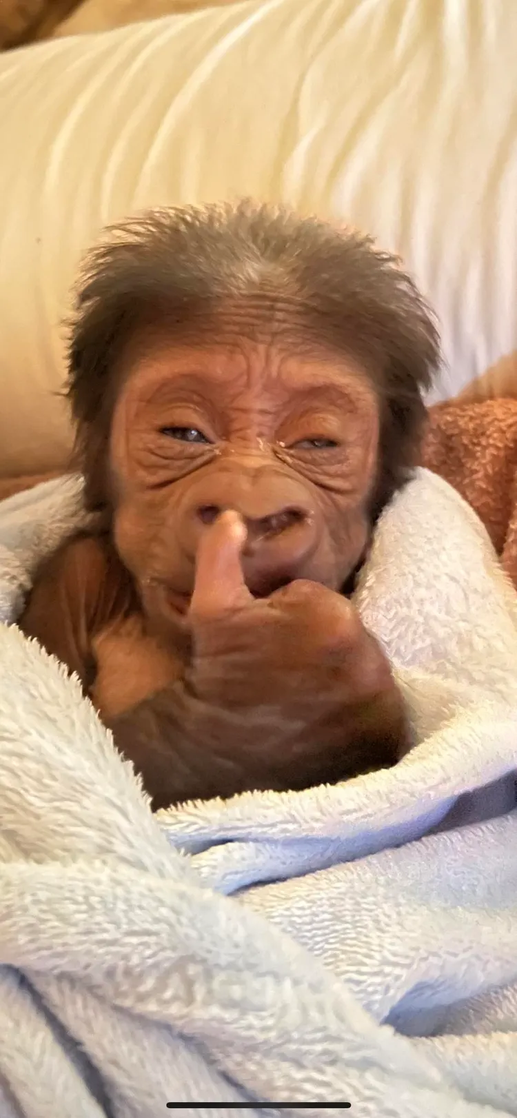 寶寶凱爾斯每次喝奶600cc，食慾好時會因喝得太快而猛打嗝。照片提供 fb/ Zookeeper Chad