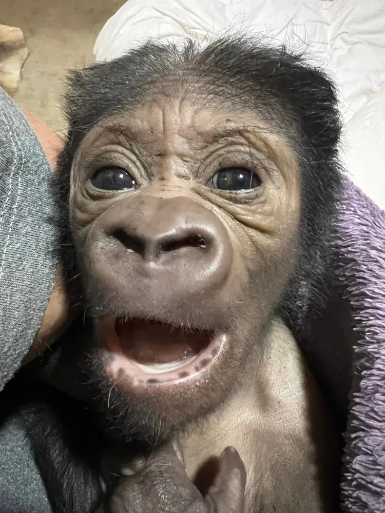 寶寶11月開始狀況逐漸穩定，終可移除鼻胃管，園方為他取名「凱爾斯」。照片提供 fb/ Zookeeper Chad