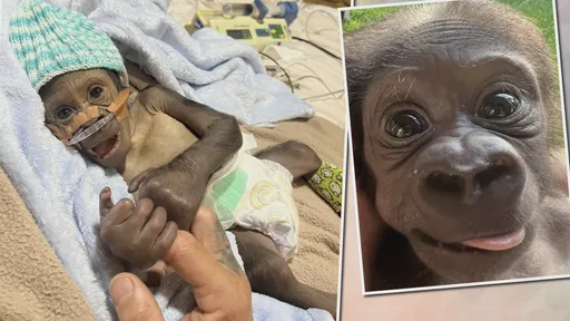 大猩猩寶寶一出生就爹不疼、娘不愛! 動物園長緊抱幼崽「聽心跳」救命