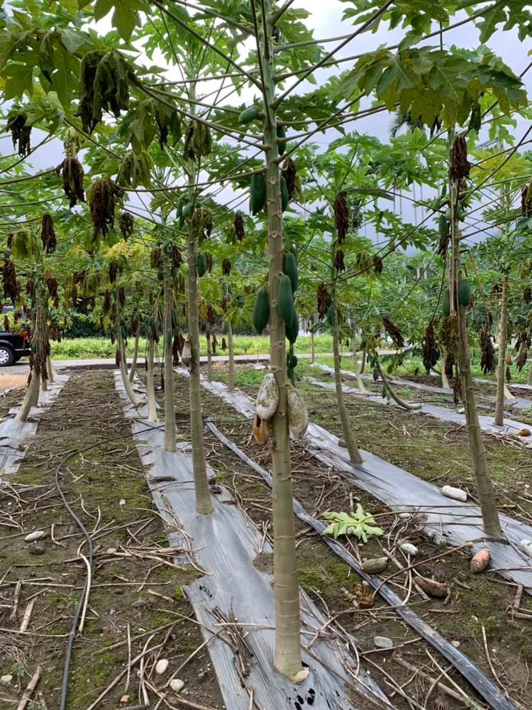 10月豪雨釀災，鳳林鎮木瓜雨損。縣府提供