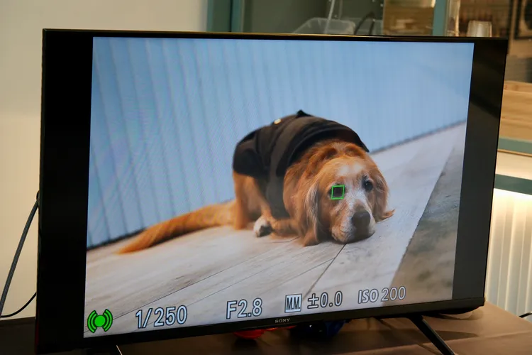 AI主體辨識技術可以分辨包含動物。陳志淵攝