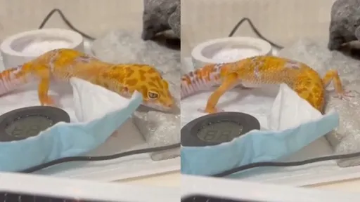 守宮也會搭帳篷?30秒秀完美藏身術 網笑:主人會不會以為越獄了