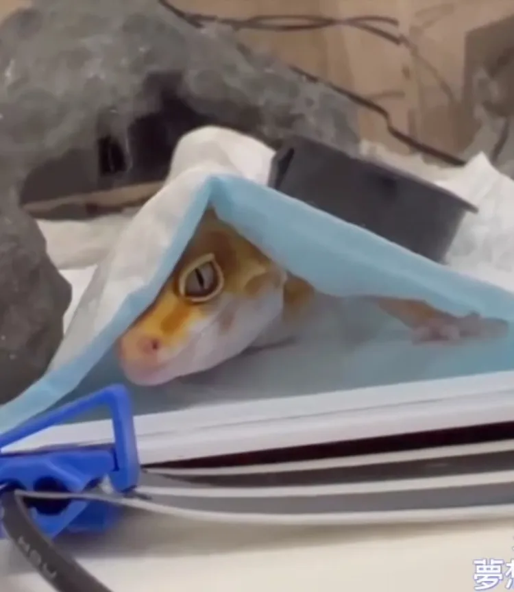 豹紋守宮小鹿竟將尿布墊下方當成安心躲藏的遮蔽處。FB粉專：《夢想在動物園打雜》 提供