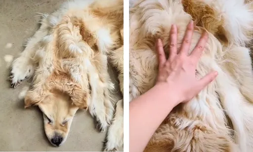 驚！寵物死後竟變成毛皮地毯引爆熱議　標本師解答了