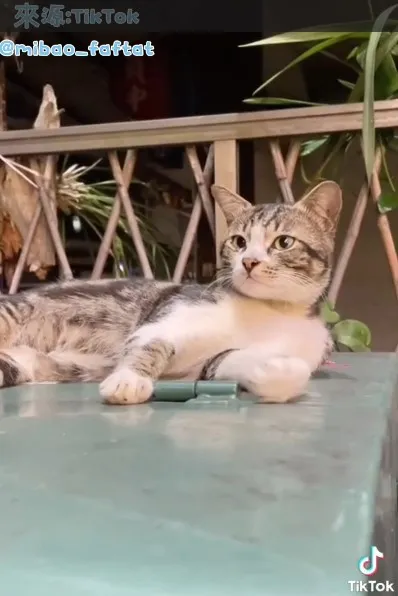 您好~我有一雙迷人的大眼。TikTok@mibao_faftat 提供