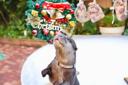 章魚哥接班人? 日超萌水獺神預測「日本世足贏德國」