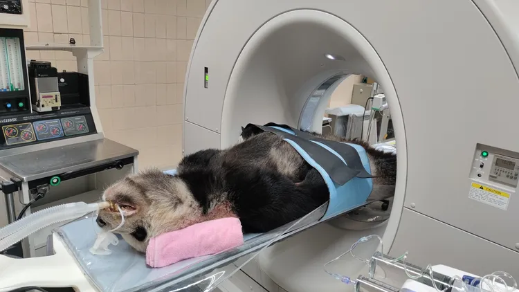 團團逝世當天已完成並理解剖，詳細病因有待確認。動物園提供