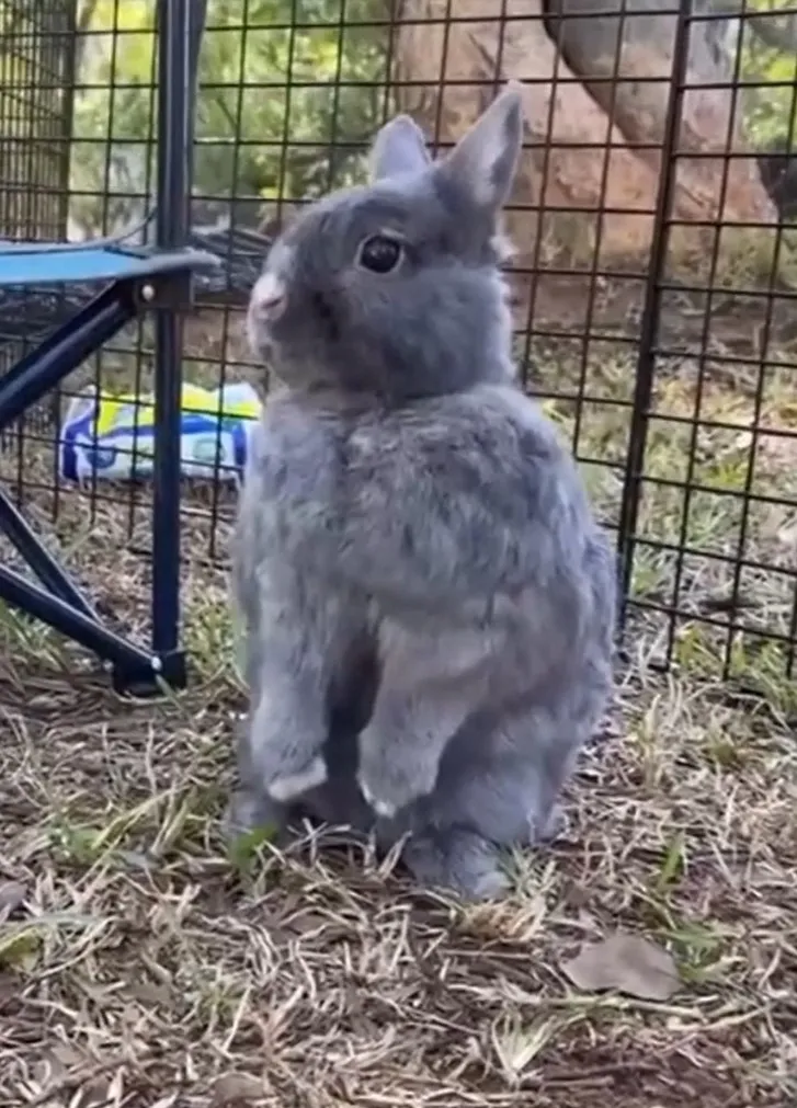 兔兔那模可爱，「不能吃兔兔」娇嗔~~~。FB粉专：兔喵-Cony & 嘟嘟的异想世界 提供