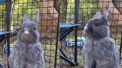 兔宝耍萌有「自由的灵魂」　她甜喊「像娃娃一样」