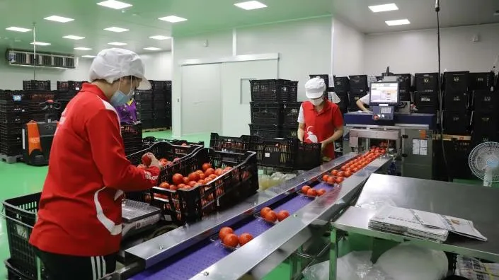 展鮮農技獲政府補助，加上自籌資金建置冷鏈廠。雲縣府提供