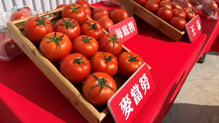 展鮮農技契作百餘位番茄農，年產8000公噸牛番茄，其中有500至1000公噸因生產過剩、保存不易而耗損。魏嘉良攝