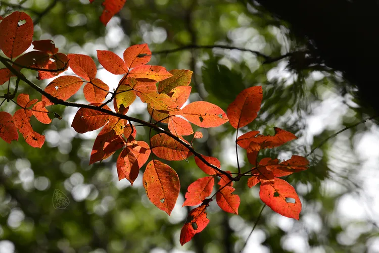 秋末冬初的觀霧，能欣賞變色葉植物的變裝秀（圖為臺灣藤漆）。森之形自然教育團隊提供
