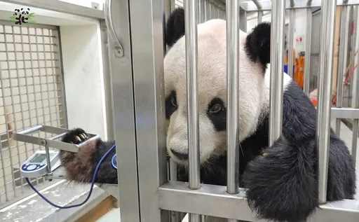曾幫團團「做假牙」創全球首例! 台大醫哀悼:到另個世界繼續啃竹子
