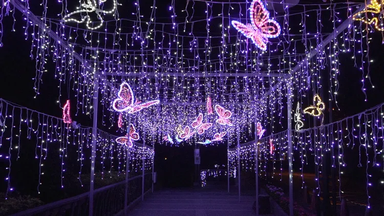 在谷關溫泉公園旁的蝴蝶星光也很吸晴。民眾提供