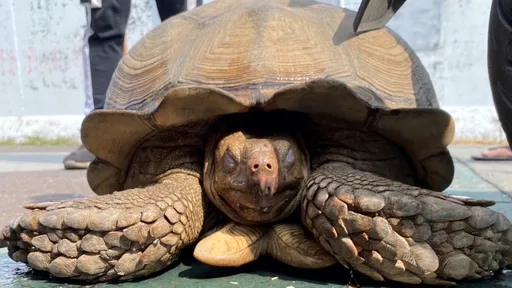 象龜又翹家!「五十A」鑿洞溜出門 「田裡有好大烏龜」嚇壞人