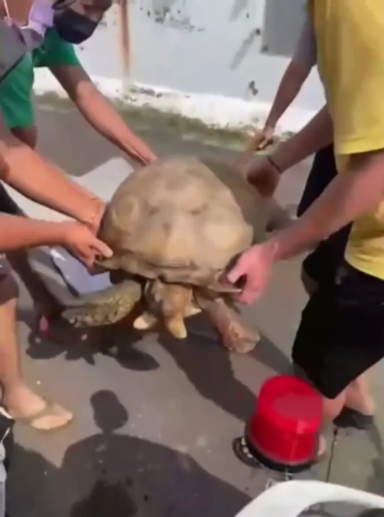 眾人合力把50公斤重的象龜「五十A」搬上推車。讀者提供