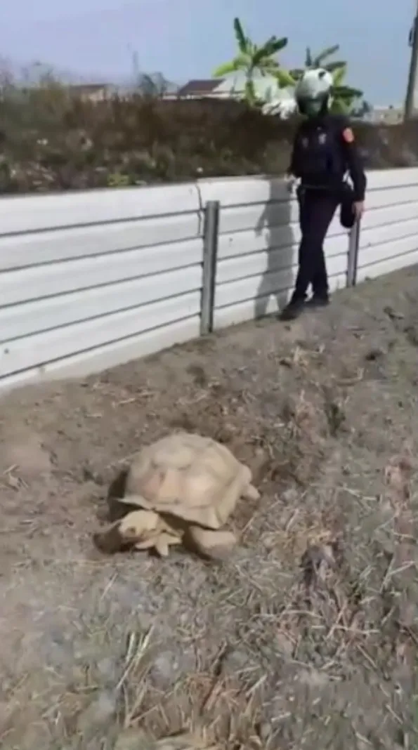 運動的民眾看到象龜「五十A」在農田爬行，連忙攔下巡邏經過的警員報案，警員小心翼翼從後方接近查看。