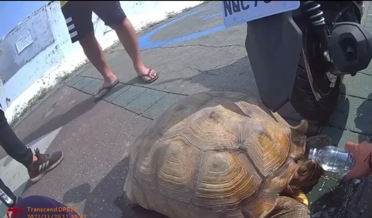 警方澆水給象龜「五十A」解渴。讀者提供