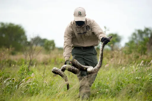 5歲童被3米長蟒蛇拖進泳池　祖父奮不顧身跳水救愛孫