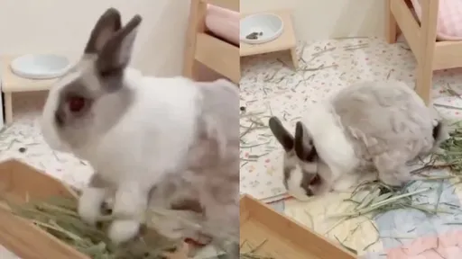 萌兔超皮!吃飯「草全倒出來」 媽放棄了:很胎哥欸