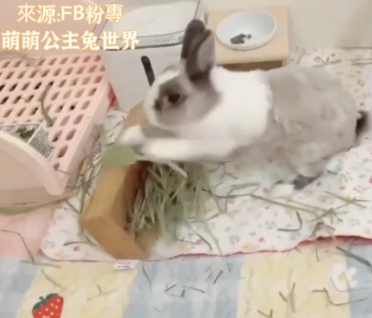 我看不爽我就冰 冰 冰的啦 兔生是 冰的啦   ㊣野蠻公主萌萌心情寫照。FB粉專：萌萌公主兔世界 提供