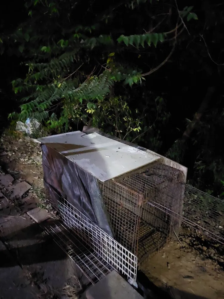 苗栗動防所在陽明山莊附近設置誘捕犬籠。苗栗動防所提供