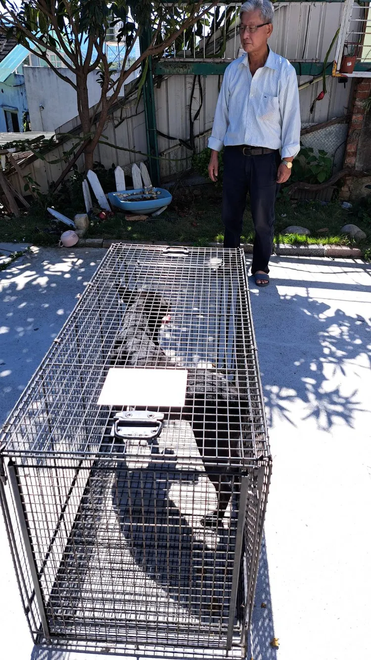 今在苗栗陽明山莊又捕獲的流浪犬。苗栗動防所提供