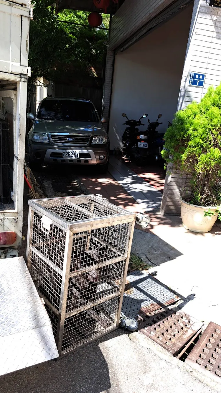 今天捕獲的流浪犬。苗栗動防所提供