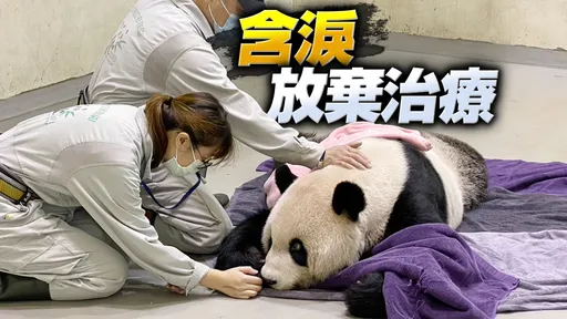 再見團團|謝謝陪我們14年!患惡性腦瘤癲癇不止 發病3個月今離世