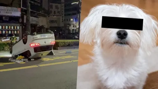 獨家|超衰汪星人!主人爛醉開到翻車 牠下車逃生再被撞飛