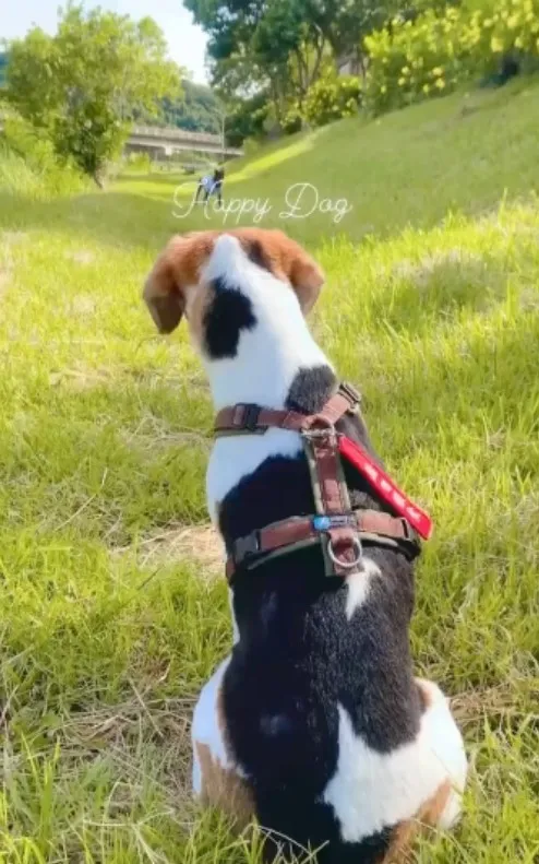 唷呼～Bro！！是不是該換你當鬼了。IG @miru_beagle 提供