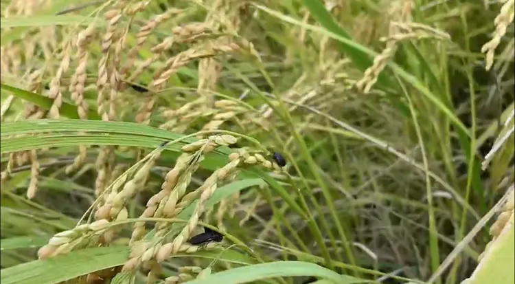 關山鎮有機稻田到處都是稻黑椿象蟲。陳宏宗提供