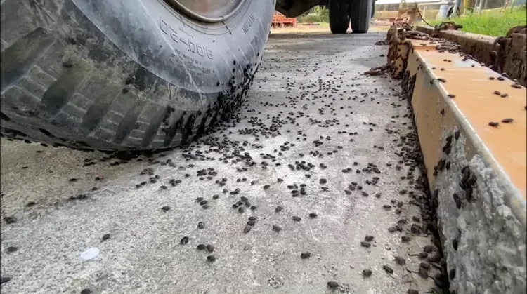 稻黑椿象蟲。陳宏宗提供