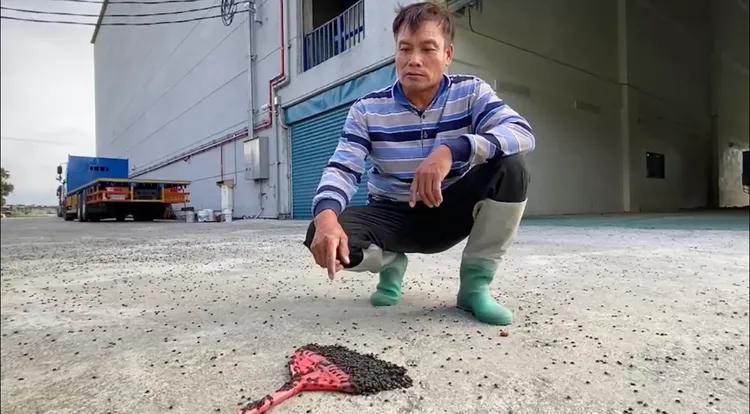 農民苦嘆，辛苦種植的稻穀全被稻黑椿象蟲吃光光。陳宏宗提供