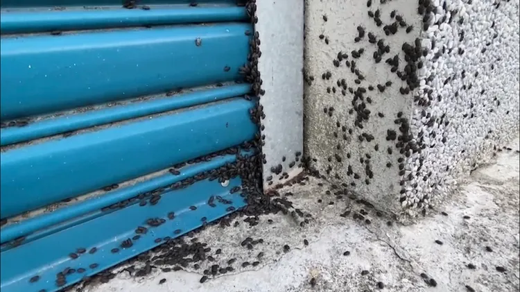 民宅工廠也都出現稻黑椿象蟲。陳宏宗提供