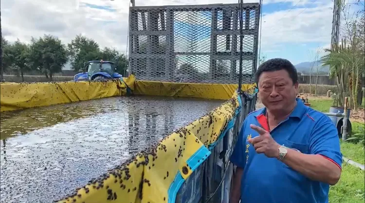 除了有機稻田，就連有機田附近的民宅跟貨車水池都密布大量的稻黑椿象蟲。陳宏宗提供