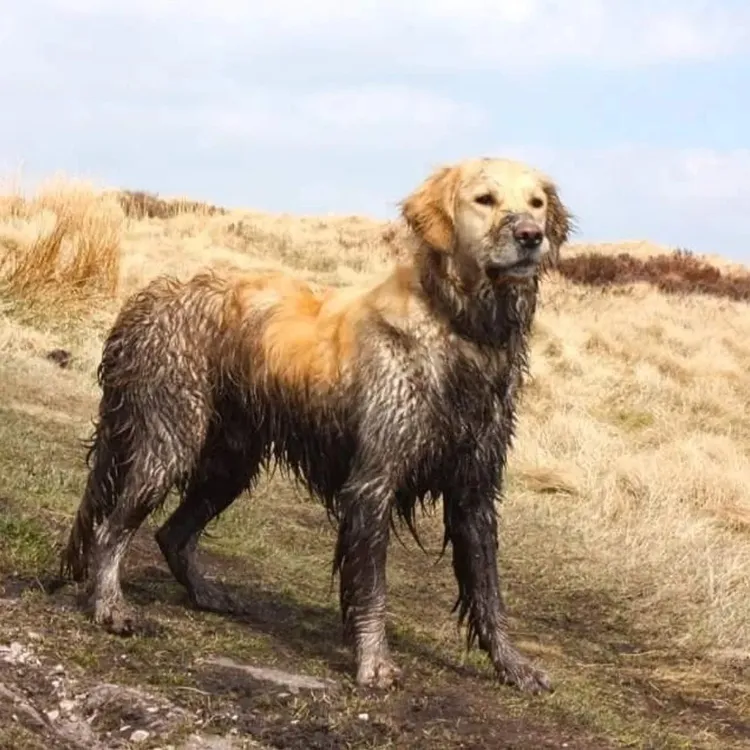 哈維也獲得髒狗亞軍。Yappy提供/IG@harvey_fergus_retrieversuk