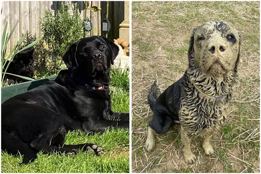 拉布拉多一秒變水獺!奪英國最髒狗狗冠軍 獎品讓狗狗超不爽