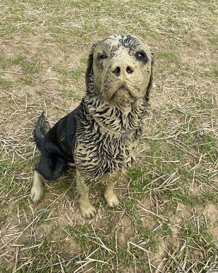 「貝利比」靠著這張照片擄獲無數網友的心。Yappy網站提供