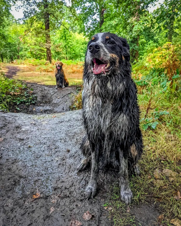 帕比(右)和巴迪(左)同獲髒狗亞軍。Yappy提供/IG@golden.budstar
