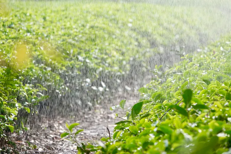 客家文化館旁一處茶園。施昂強攝