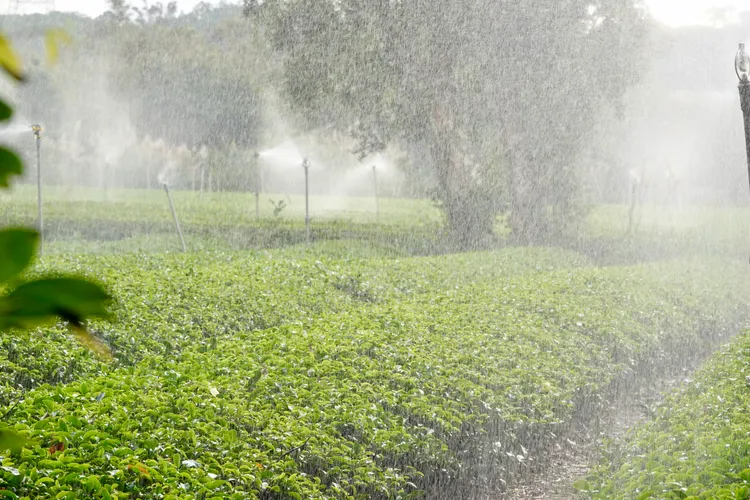 客家文化館旁一處茶園。施昂強攝