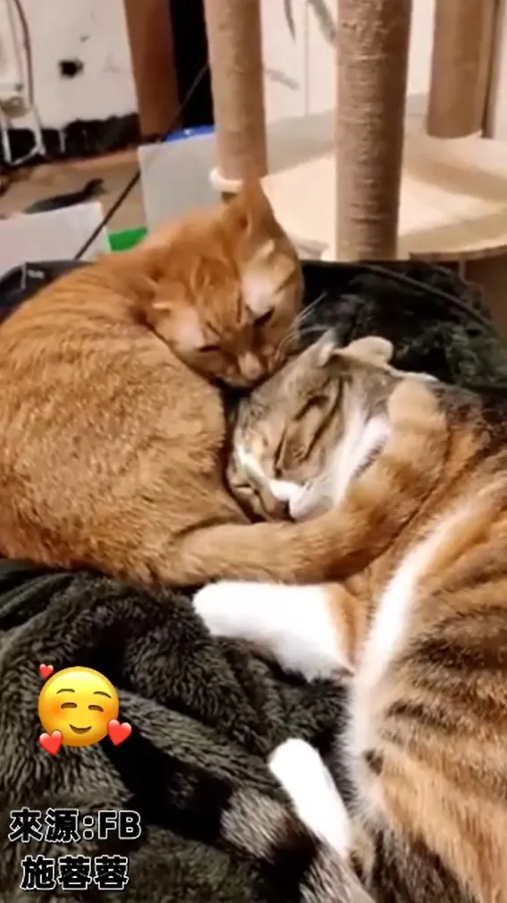 SORRY~ 是不是驚著你了    給你個愛的呼呼。FB：施蓉蓉 提供