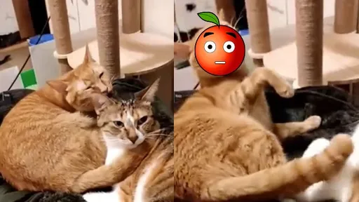 四腳獸互舔爽翻天 慘了!「只顧自己享受」讓牠秒翻臉