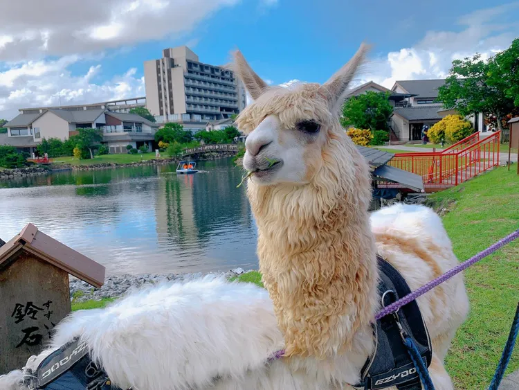 用餐賓客可於餐前餐後愜意暢遊日式主題園區，欣賞別緻造景及與園區可愛萌寵近距離互動。綠舞提供