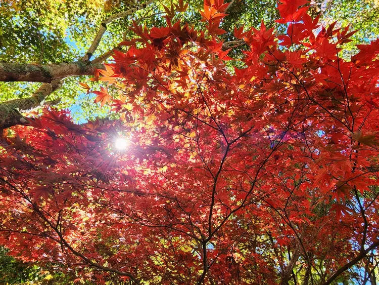 深秋楓紅如置身國外，如夢似幻真是美麗。民眾提供